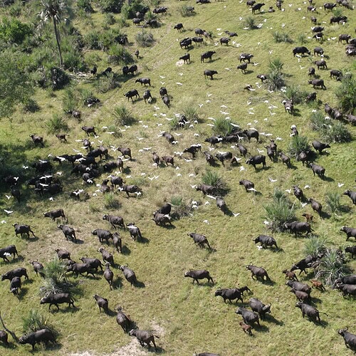 Golden Africa Safaris - Safari Experiences (21)