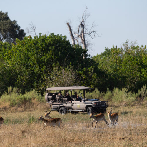 Golden Africa Safaris - game drive (4)