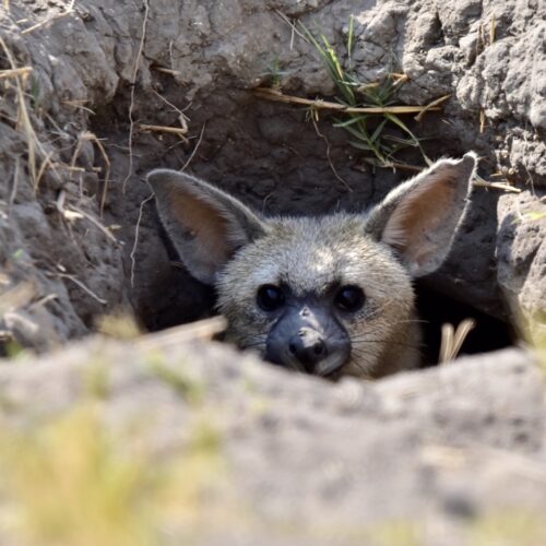a fox head peeping out of a ground hole