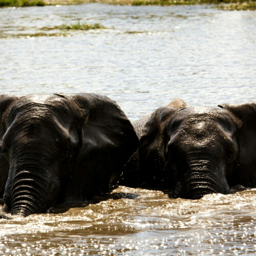 two elephants swimming in the river seen on a Golden Africa Safari
