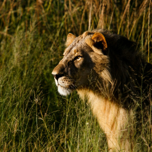 a side view of a young male lion in the bush courtesy of Golden Africa Safaris