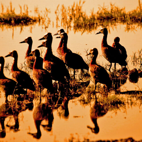 ducks standing in still water in an orange sunset on a Golden Africa Safari