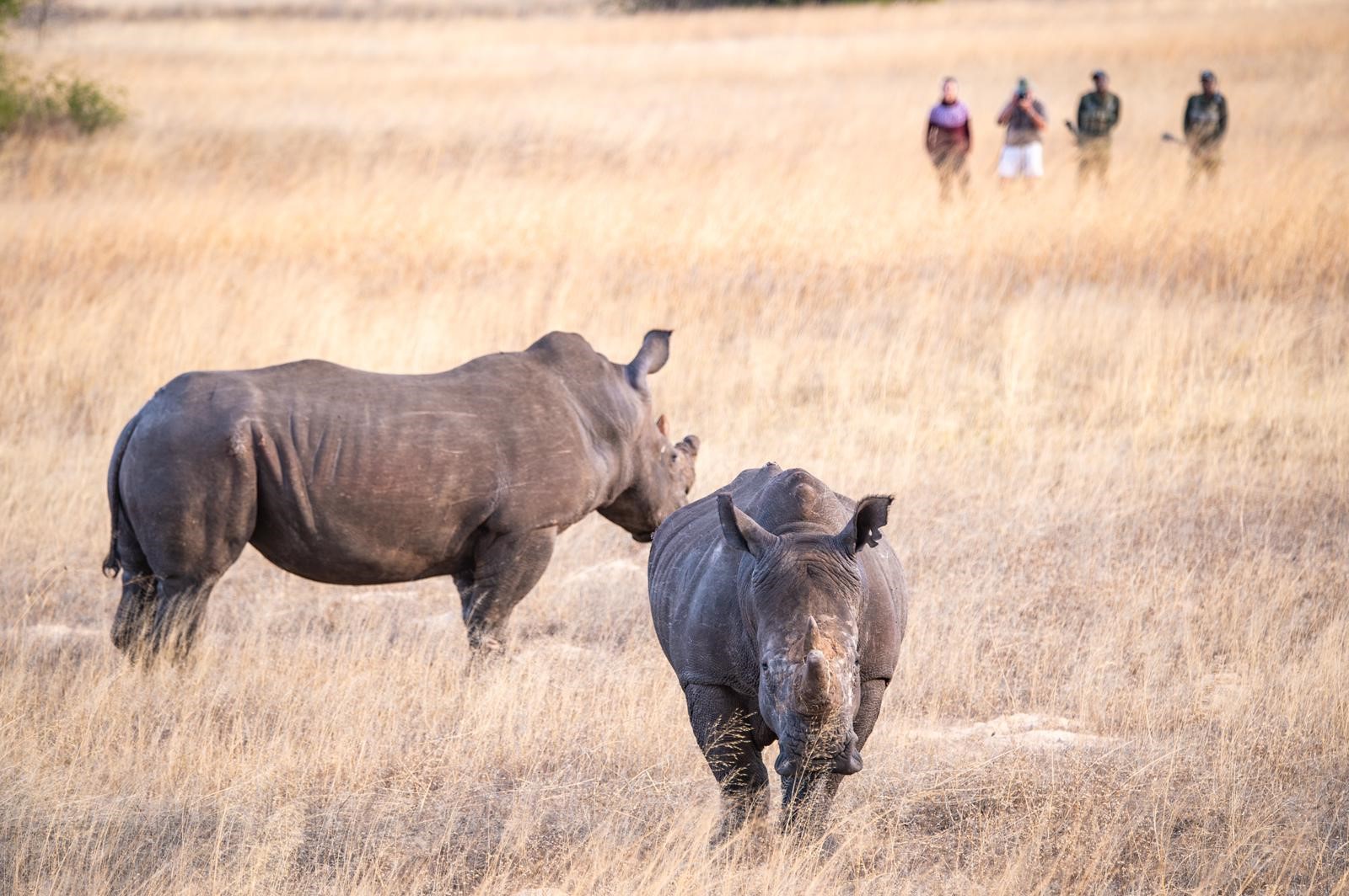 Imvelo Safari Lodges Rhino in their new home July 2022 3 credit Logan Carter