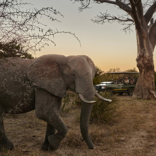 Elephant Safari viewing