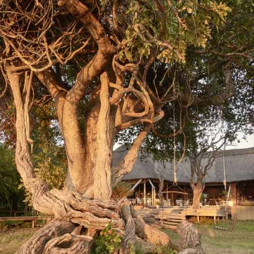 a tree at the Victoria Falls River Lodge