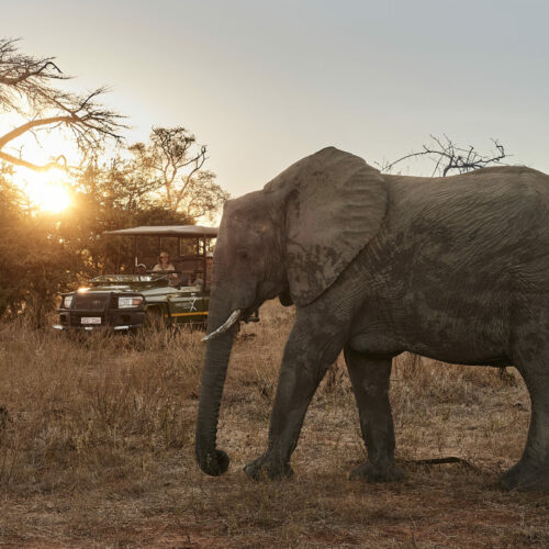 an Elephant being viewed on a game drive at dusk