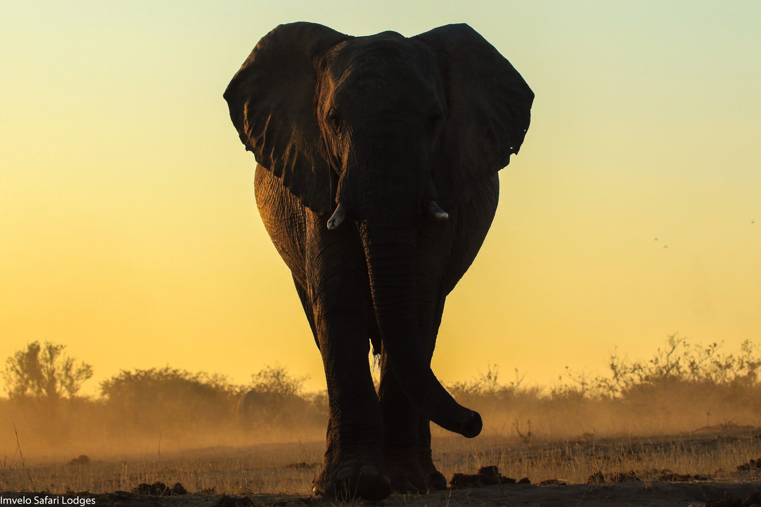 36c.Imvelo Safari Lodges Nehimba Elephant at sunset scaled