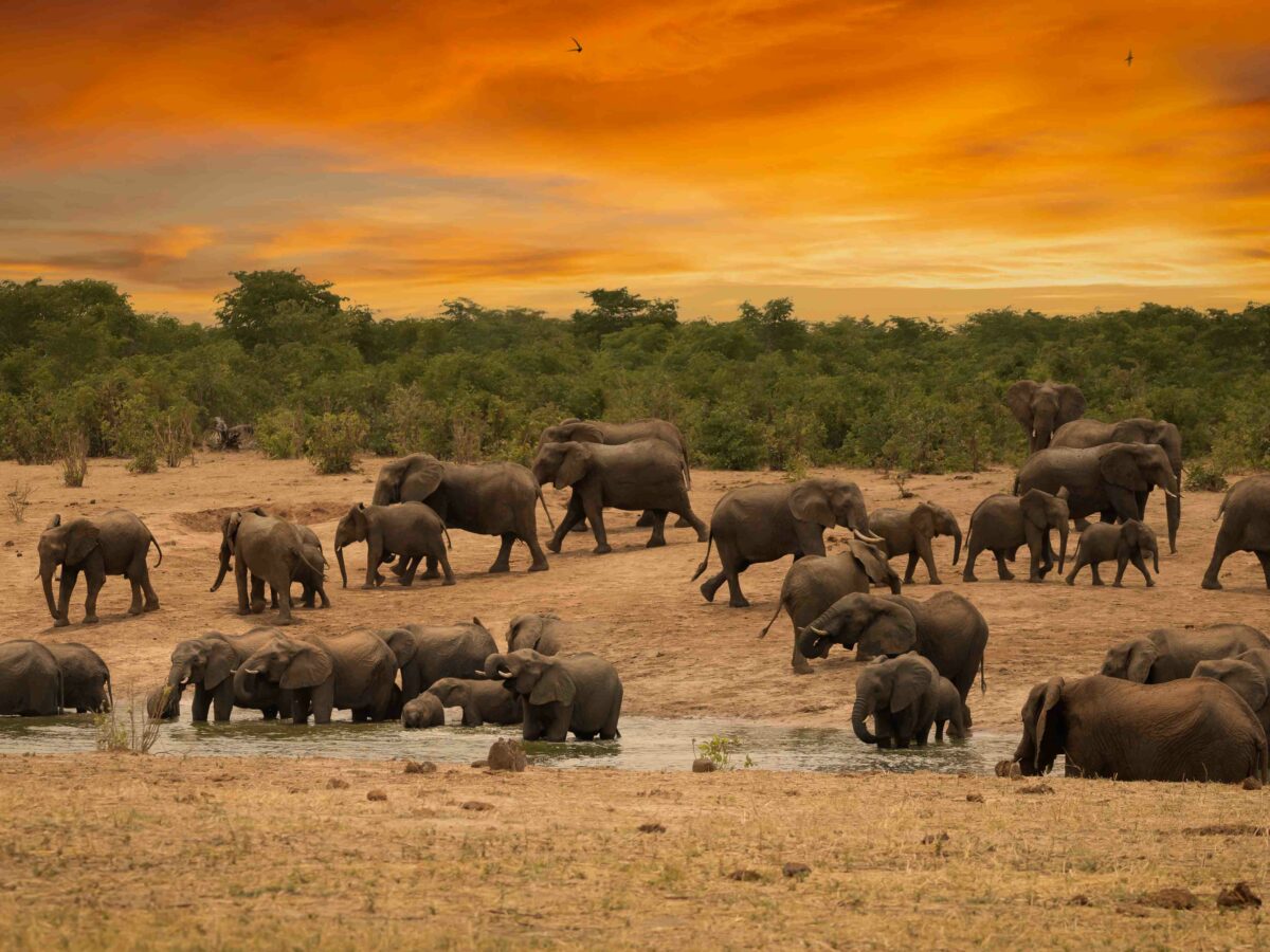 Imvelo Safari Lodges - Elephant parade - Credit Dennus Baum1