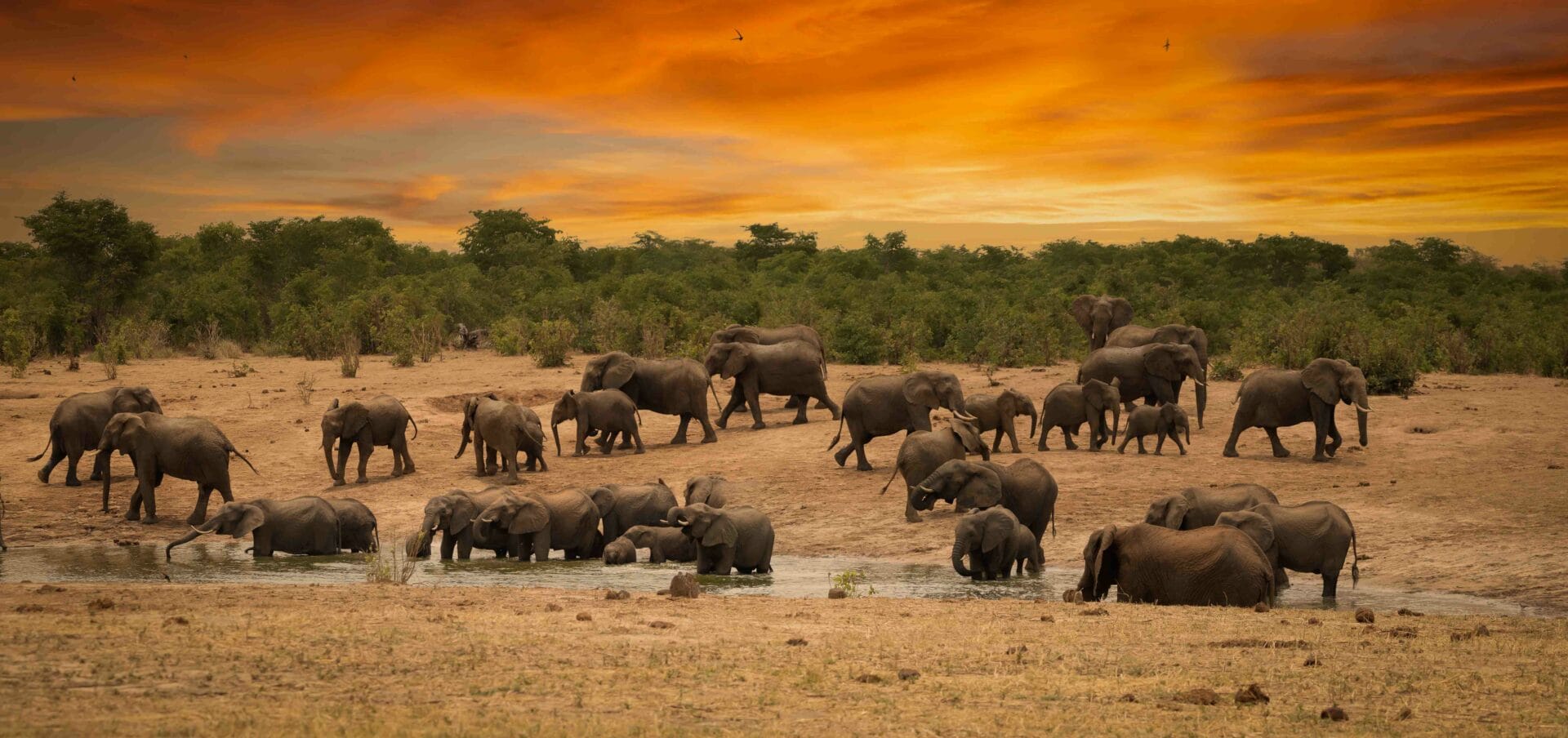 45b. Imvelo Safari Lodges Elephant parade Credit Dennus Baum1