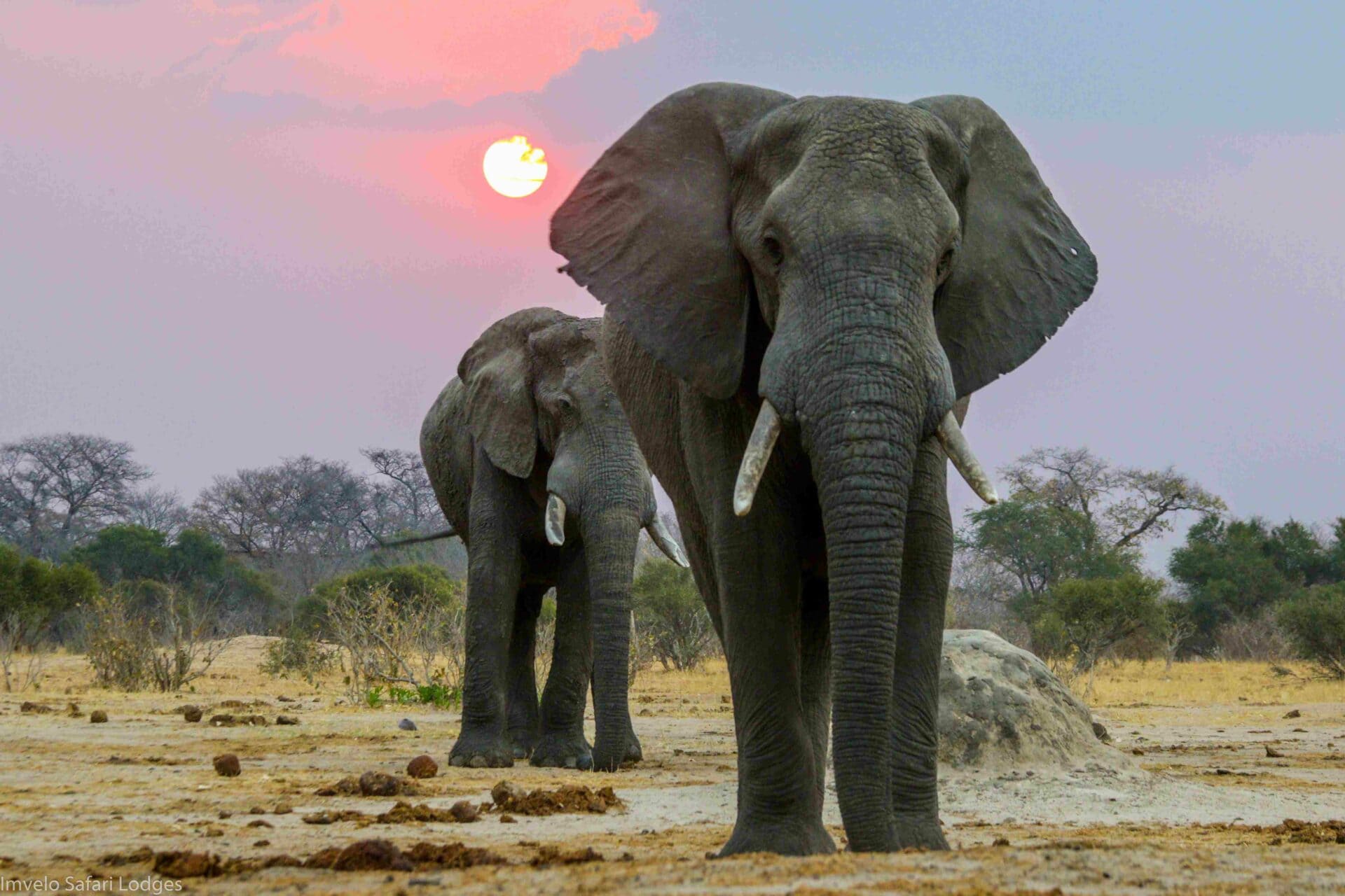 60c.Imvelo Safari Lodges Camelthorn Elephants in the sunset
