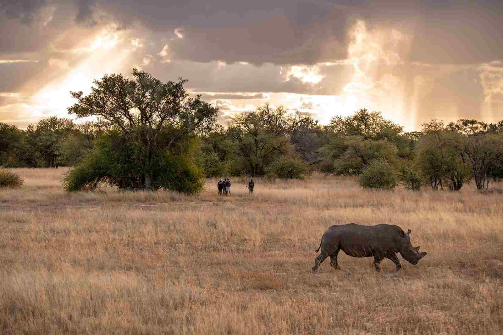 Imvelo Safari Lodges Rhino in their new home July 2022 1 credit Logan Carter
