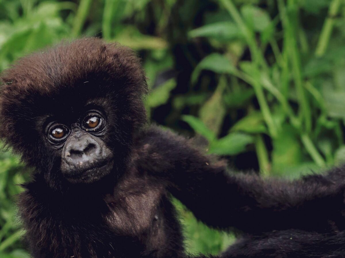 Header image to use for Sambora Kinigi Hidden Gem page