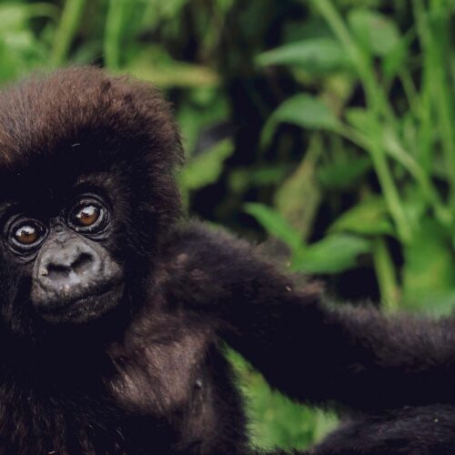 Sambora Kinigi Gallery (10)