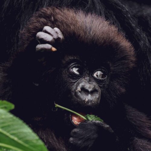 Sambora Kinigi Gallery (11)