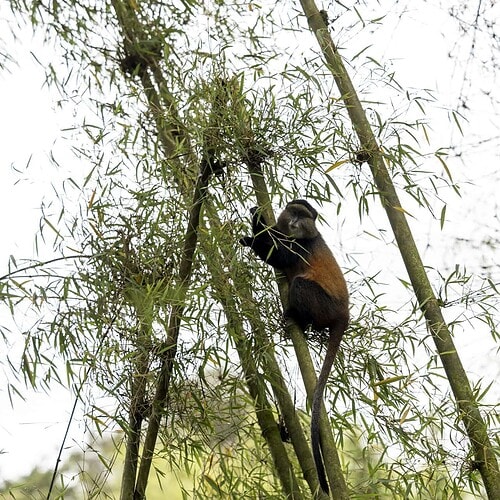 Sambora Kinigi Gallery (41)