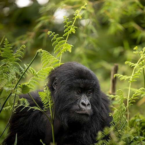 Sambora Kinigi Gallery (42)