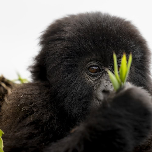 Sambora Kinigi Gallery (43)