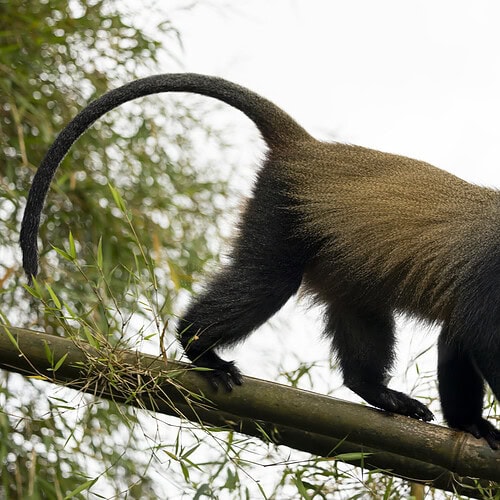 Sambora Kinigi Gallery (5)