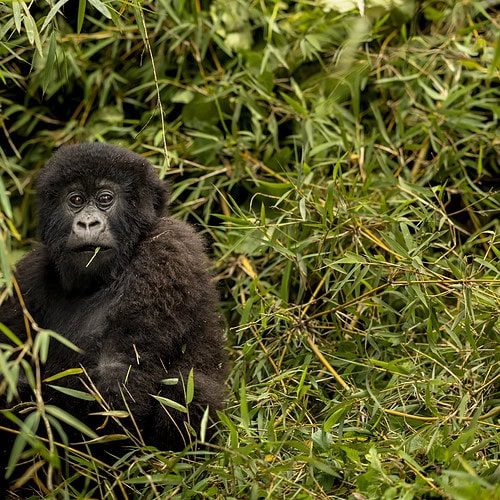 Sambora Kinigi Gallery (6)