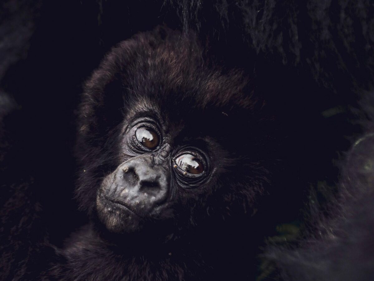 Sambora Kinigi Gallery (8)