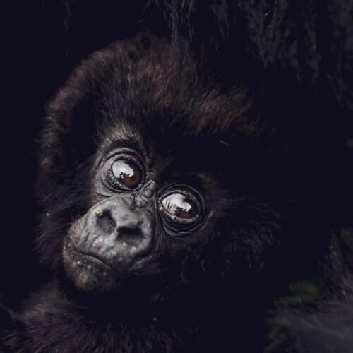 Sambora Kinigi Gallery (8)