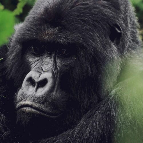 Sambora Kinigi Gallery (9)