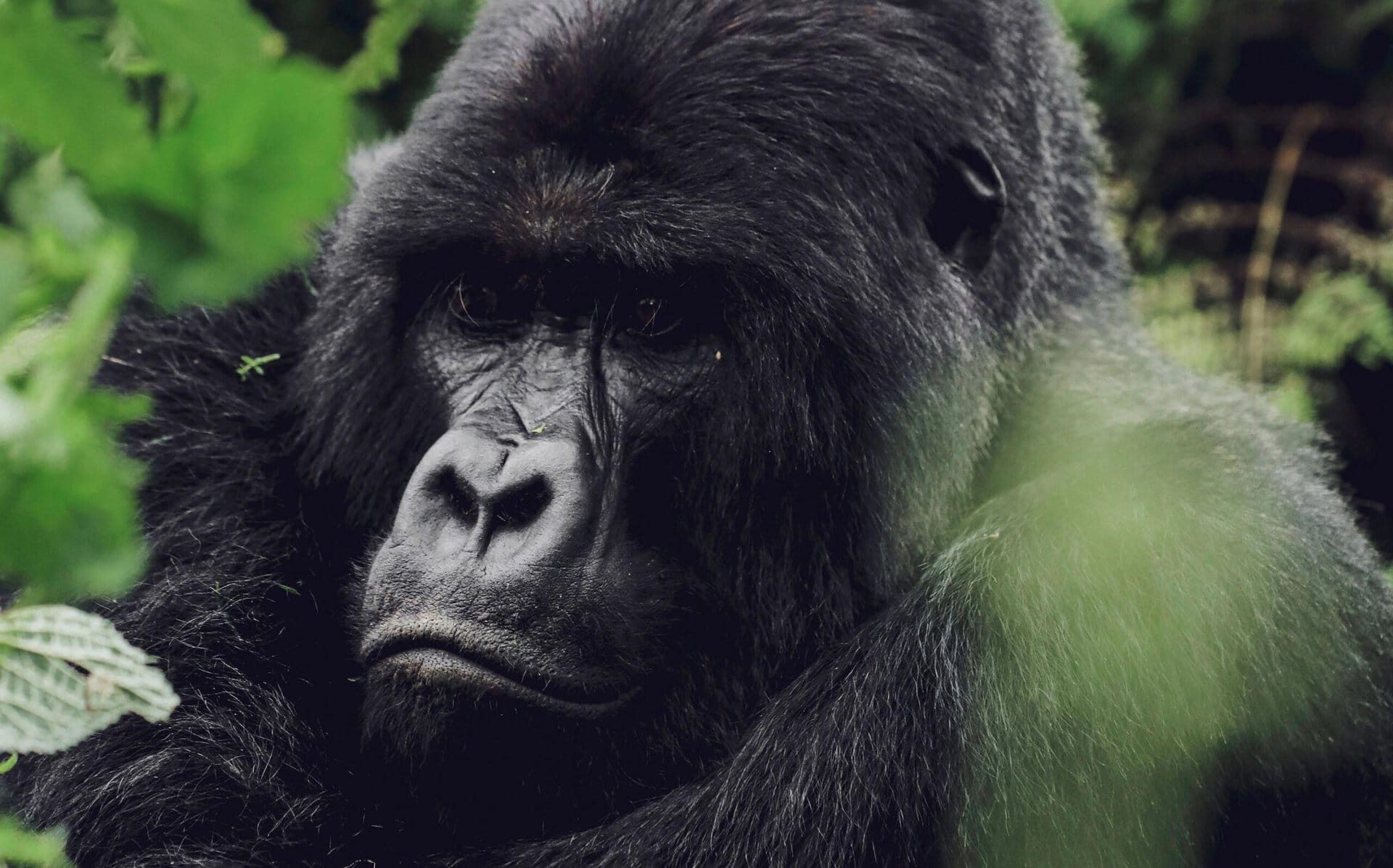 Gorillas1 scaled