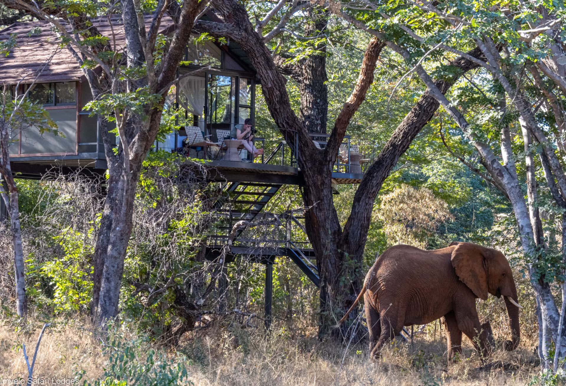 Delightful discoveries coming from our gem, Tum Tum Treehouse Lodge 2 Imvelo Tum Tum Red elephant under a Treehouse 1 of 1 2