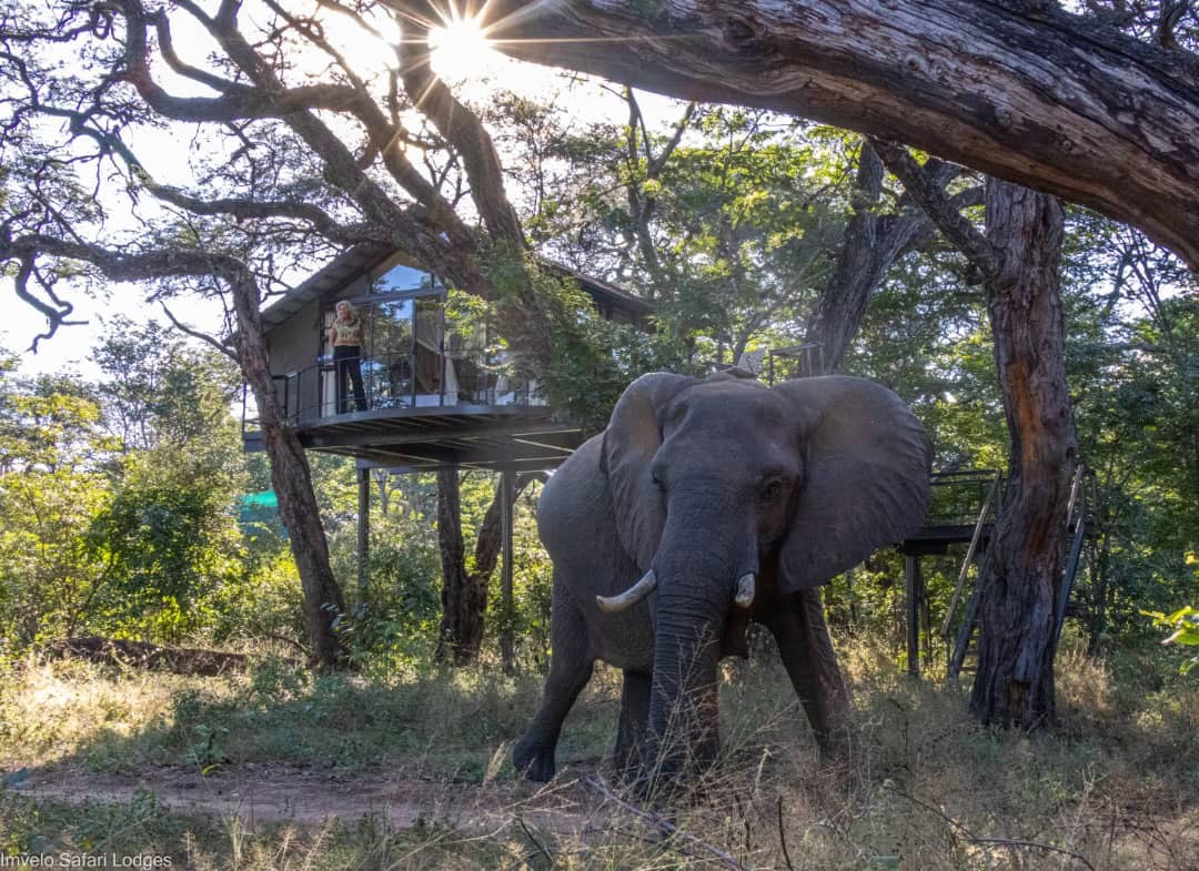 Delightful discoveries coming from our gem, Tum Tum Treehouse Lodge 1 Imvelo Tum Tum Treehouse Lodge 26