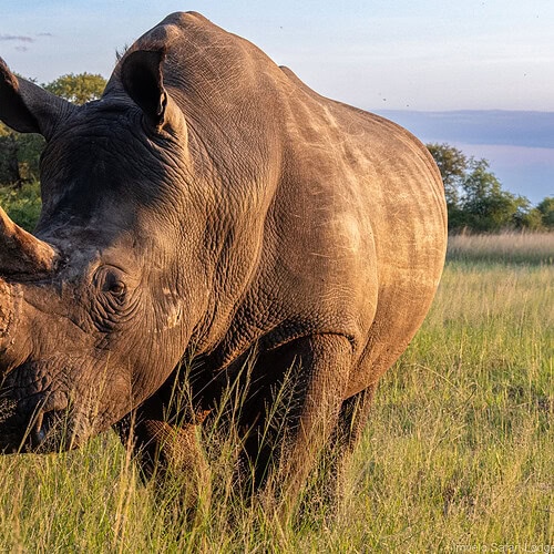 Imvelo - Rhinos CRCI (3)