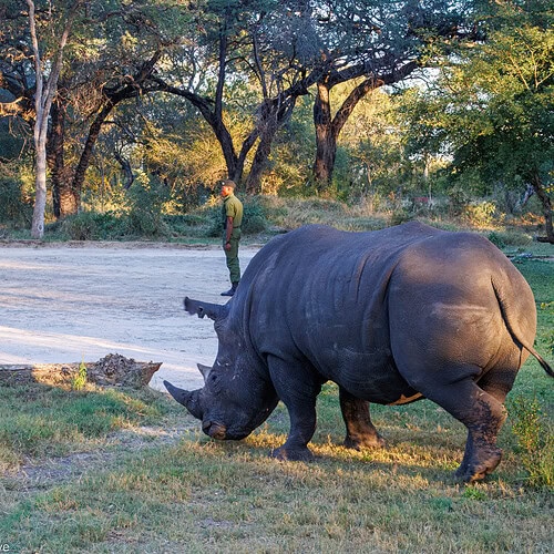 Imvelo - Rhinos CRCI (6)
